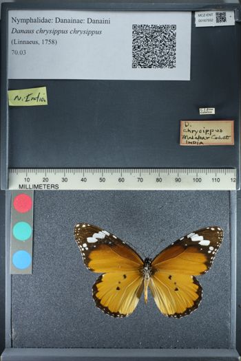 Media type: image;   Entomology 167552
